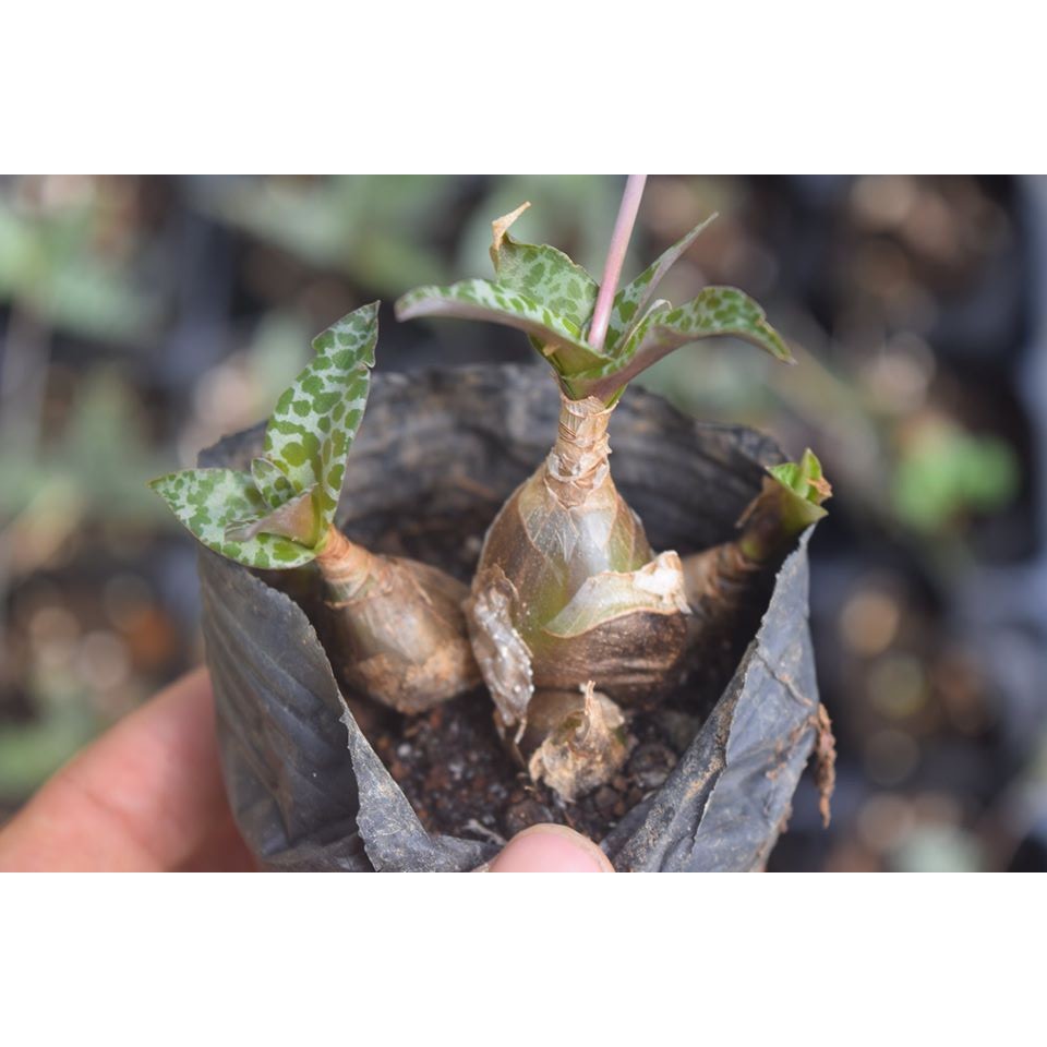 sen đá hồ lô 4-6cm