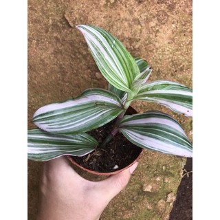 chậu thài lài Thái