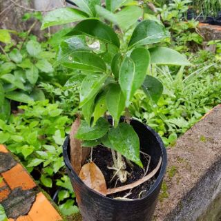 Cây Lan tỏi ( cây nhỏ)