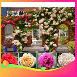 Gói 10 Hạt giống hoa hồng leo nhiều màu UY TÍN, GIÁ RẺ, CHẤT LƯỢNG BÀ CON AN TÂM ƯƠM MẦM