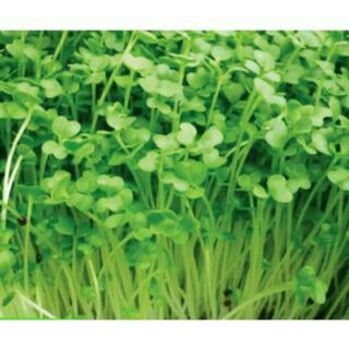Hạt giống rau mầm cải bẹ xanh