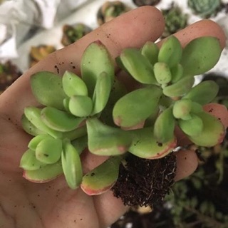 Sen đá❤️❤️❤️Sen đá mini, sen vỉ 84 cây/vỉ