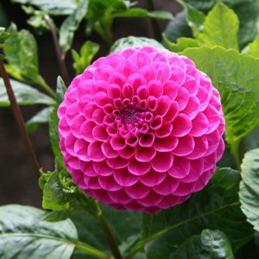 Hạt Giống Hoa Thược Dược Tổ Ong F1 Loại siêu dễ trồng hoa nở đẹp kháng sâu bệnh [ gói 50gram ,100gram,200gram]