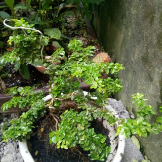Cây kim quýt bonsai