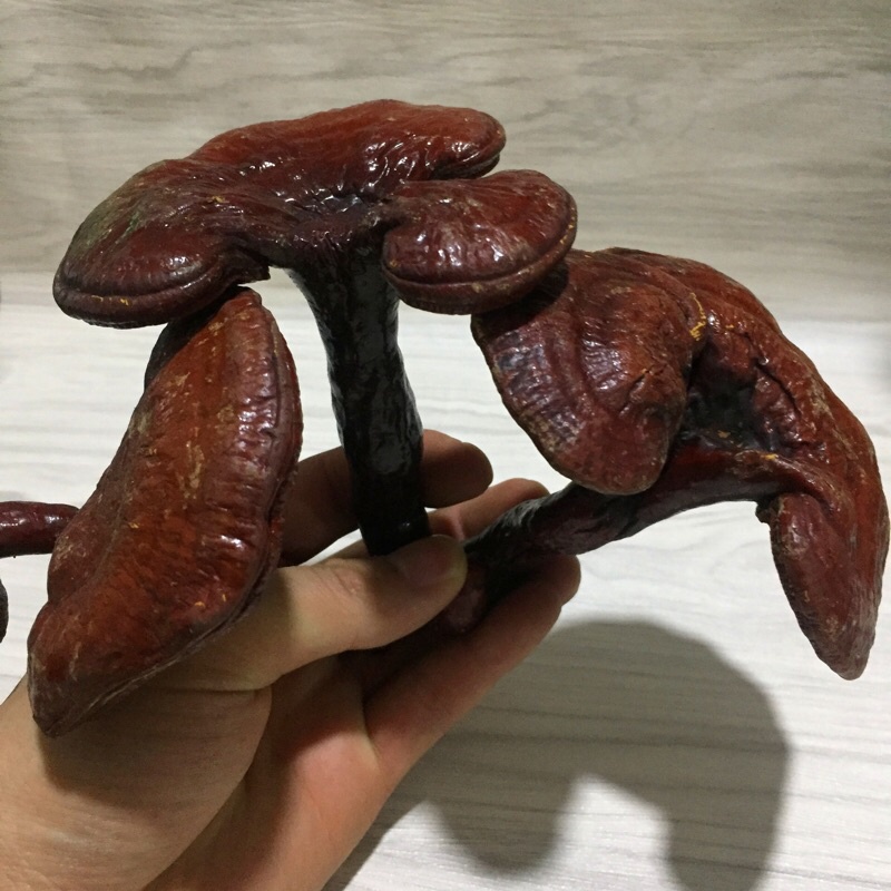 Nấm Linh Chi đỏ 1 kg - shop Đặc Sản Rừng