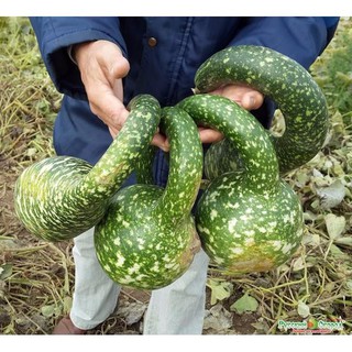 Hạt Giống Bầu Thiên Nga