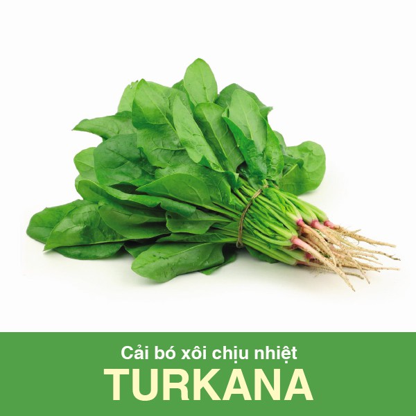 Hạt giống Cải Bó Xôi TURKANA 5gr (Rau chân Vịt, Bina)