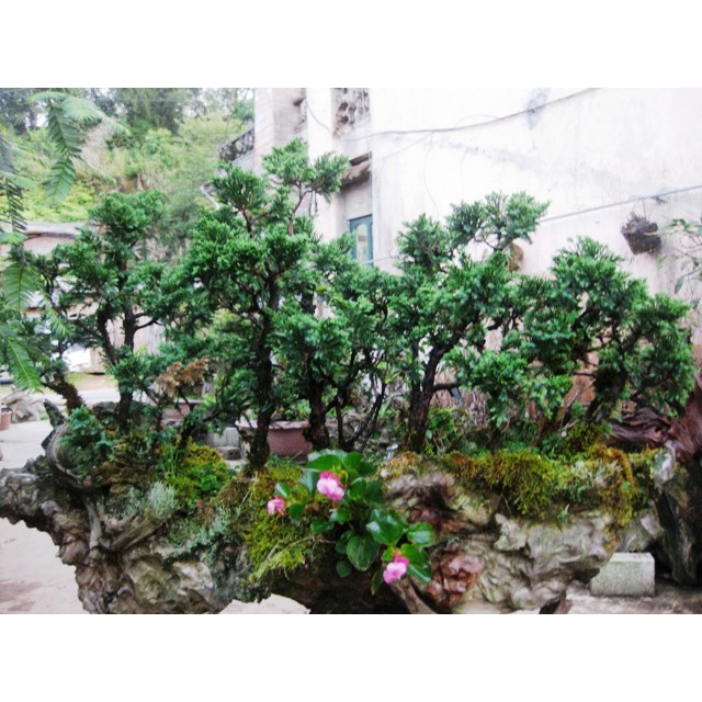 CHẬU CÂY TÙNG XÀ  SIÊU ĐẸP
