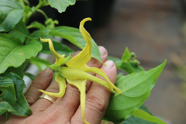 Cây hoa Hoàng Lan siêu thơm