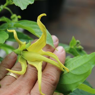Cây 🌲  Hoàng Lan (siêu thơm) đang hoa