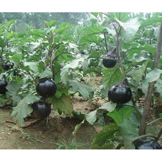 hạt giống Cà tím chery khổng lồ