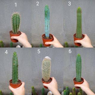 Chậu xương rồng trụ 2 năm tuổi 20-30cm 6 mẫu đẹp