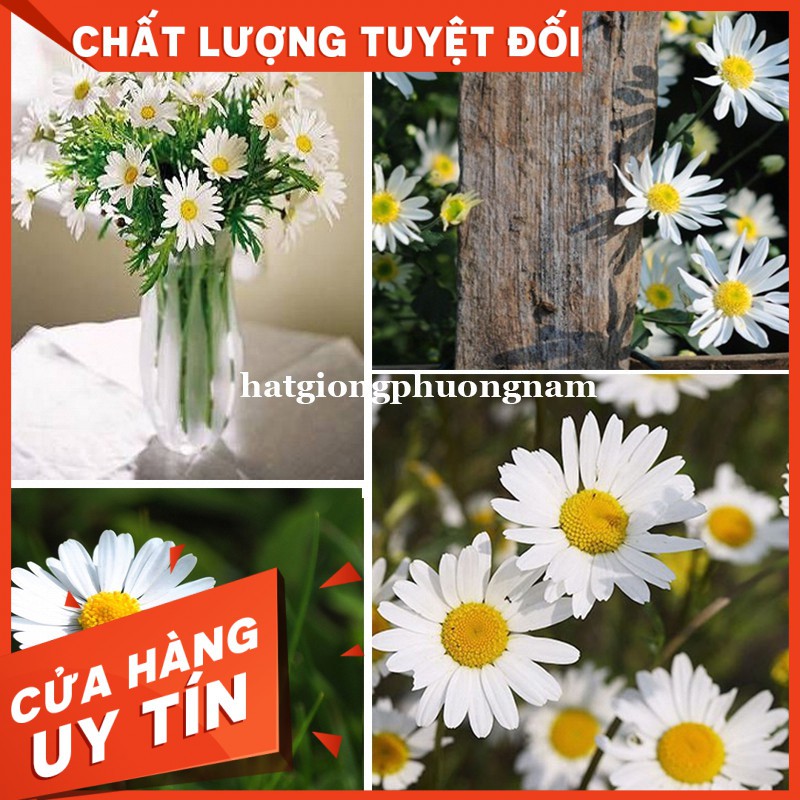 HẠT GIỐNG CÚC HỌA MI - Còn hàng