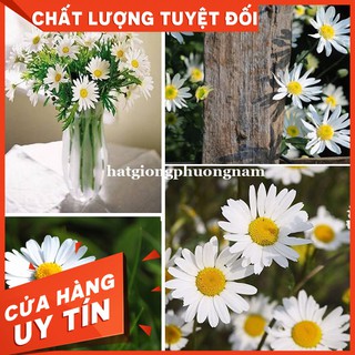 HẠT GIỐNG CÚC HỌA MI - Còn hàng