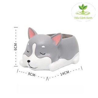 Chậu cây Husky ngủ say