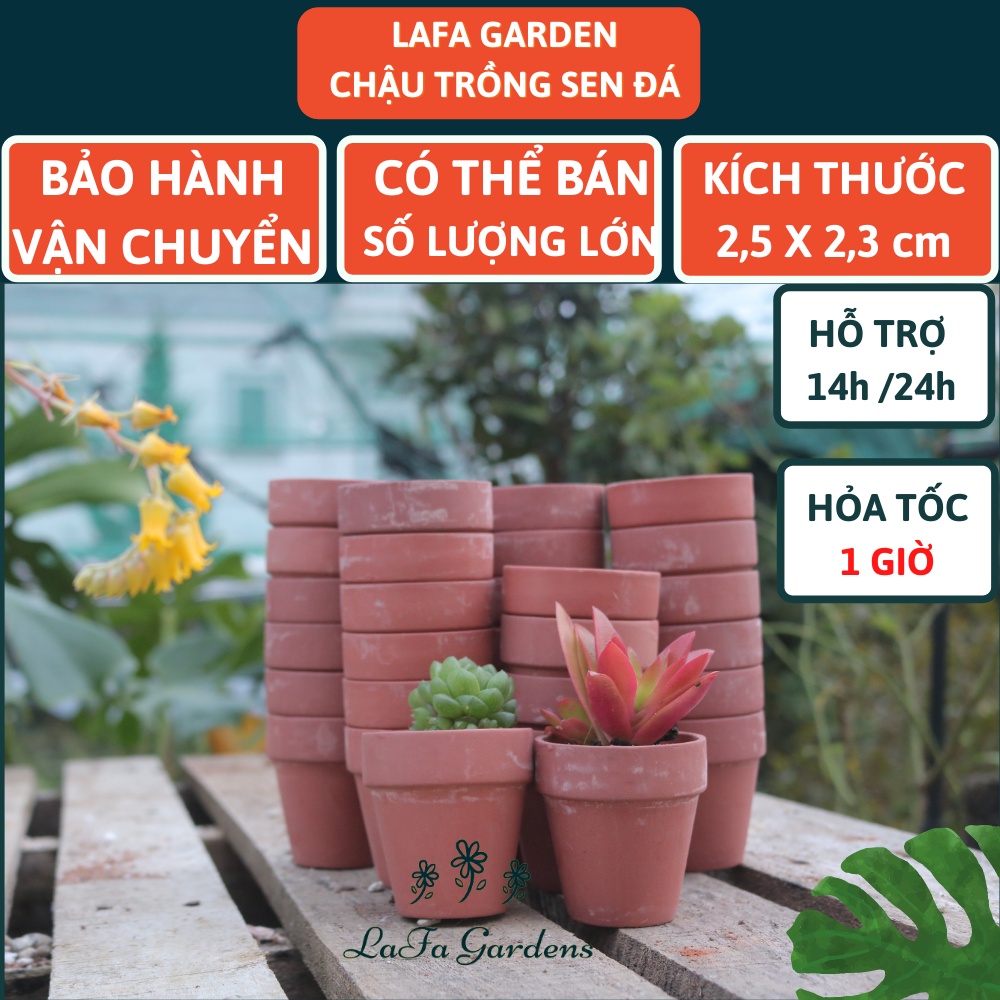 Chậu trồng sen đá đất nung 1 cái LAFA GARDEN, đặc biệt chuyên trồng cây sen đá