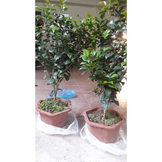 Sản phẩm hoa trà my gốc to sẵn nụ