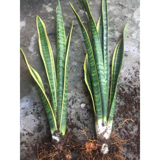 Cây Lưỡi hổ viền vàng cao