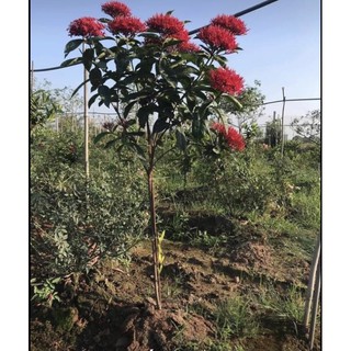 cây mẫu đơn mỹ đỏ 1 thân