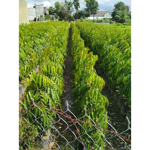 Combo 6 cây hoàng nam cao 50cm đẹp