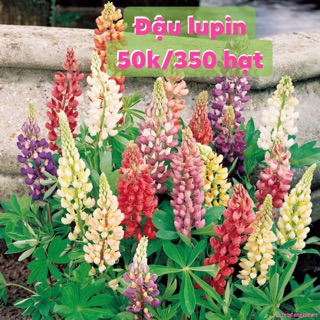 Đậu lupin 50k/350 hạt