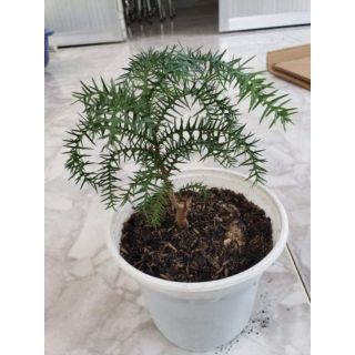 Tùng Bồng Lai (tặng kèm phân bón)