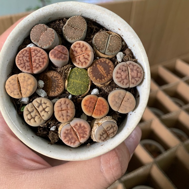 Sen mông thạch lan lithops | BigBuy360 - bigbuy360.vn