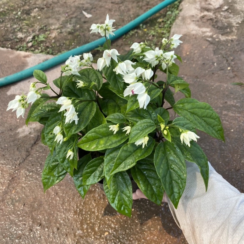 Cây ngọc nữ trồng trong bịch đen thích hợp trang trí ban công sân vườn (Ảnh Thật