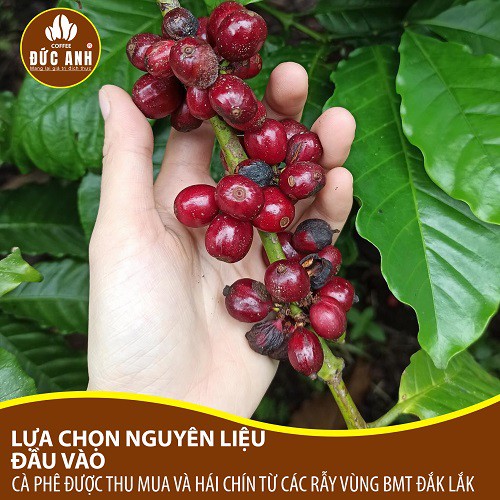 1kg cà phê rang xay nguyên chất THƯỢNG HẠNG FIN 1 tặng 1 PHIN pha cà phê Inox - DUC ANH COFFEE