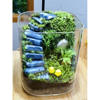 (10v)Đá bậc thang trang trí tiểu cảnh, terrarium....