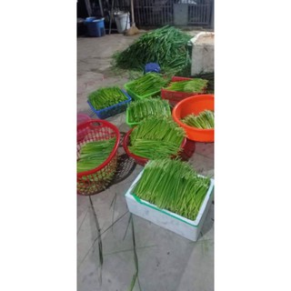 ĐÒNG ĐÒNG LÚA NẾP 1KG(chỉ giao Hà Nội )