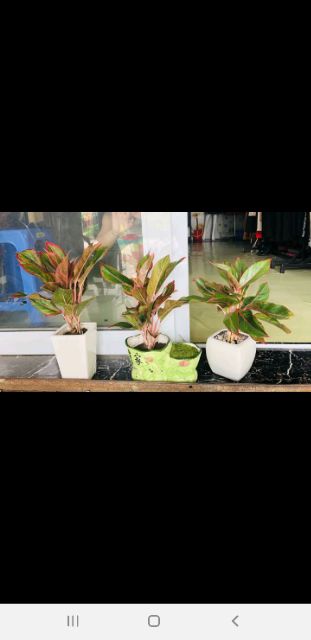 Cây phú quý để bàn