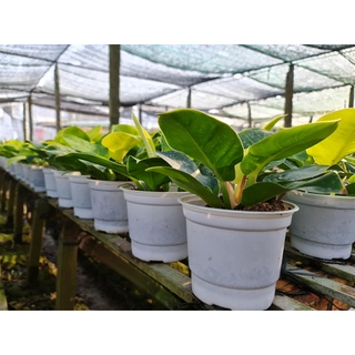 CÂY TRẦU BÀ ĐẾ VƯƠNG Vàng, (cao 35cm),