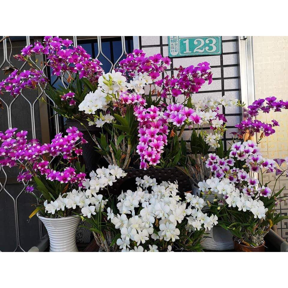 Cây gióng lan dendro lùn cao 5-10cm