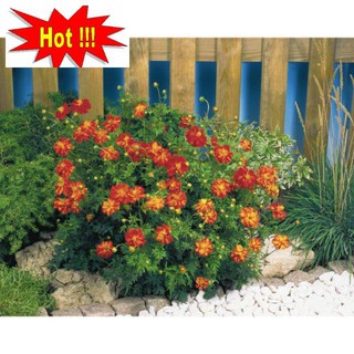 Hạt giống hoa cúc sao nhái lùn nhiều màu dễ gieo trồng gói 50 Hạt