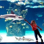 Hà Nội [E-Voucher] Thủy Cung Aquarium vé vào cửa em bé - Khách hàng từ 80 cm đến dưới 140 cm