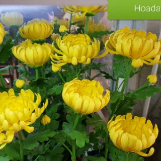 Khuôn cắt hoa cúc đại đóa