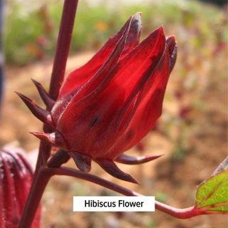 Banyan Botanicals - Hibiscus Powder [Bột hoa dâm bụt]