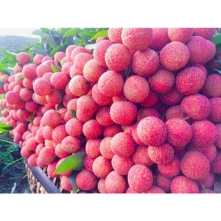 Cây giống Vải Thiều Lục Ngạn. [Siêu sớm].