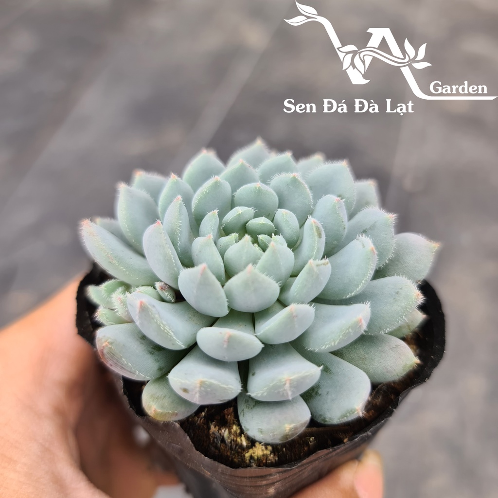 Sen Đá NHÍM XANH size bầu 5-8cm VA Gaden - lỗi 1 đổi 1