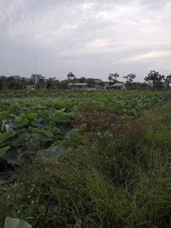 Lá sen khô 1kg