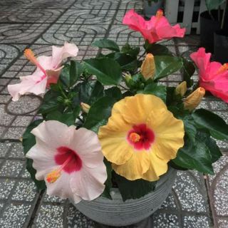 Bụp Bụp Thái 5 cánh