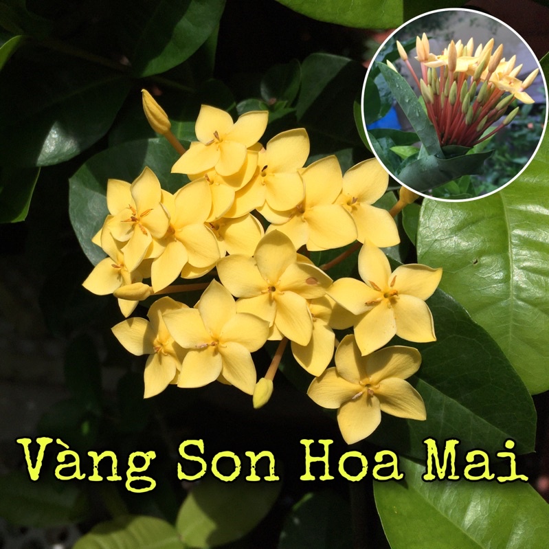 Vàng Son Hoa Mai (hoa 4,5cánh)