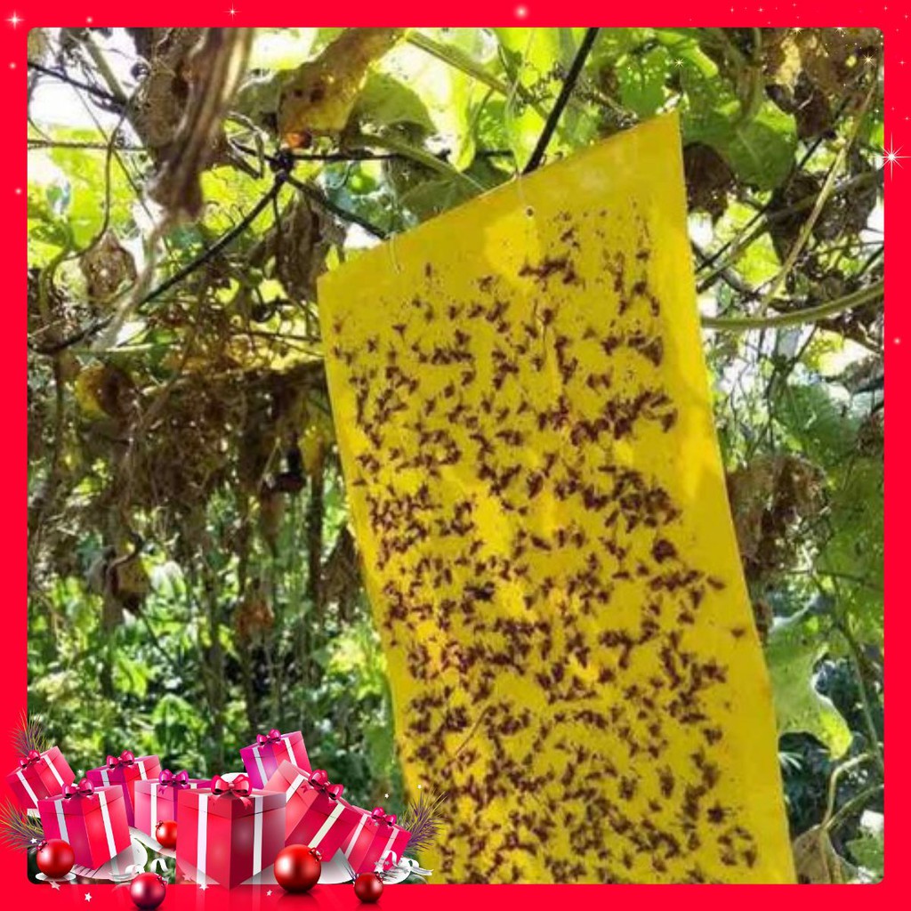 Miếng bẫy dính ruồi vàng 2 mặt ( 20x25cm )