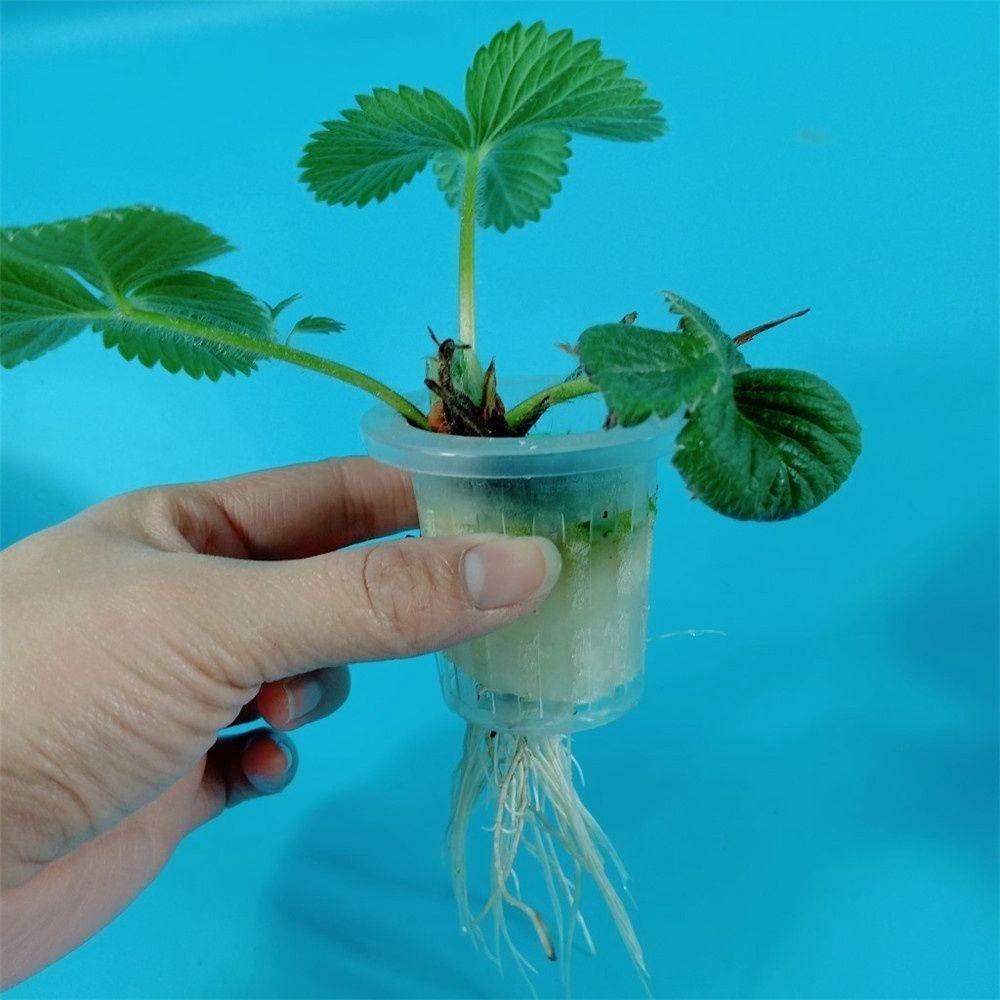 Set 50 Giỏ Lưới Trồng Cây Thủy Canh Không Cần Đất