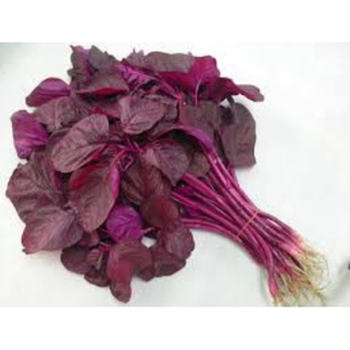 hạt giống rau dền đỏ gói 20g