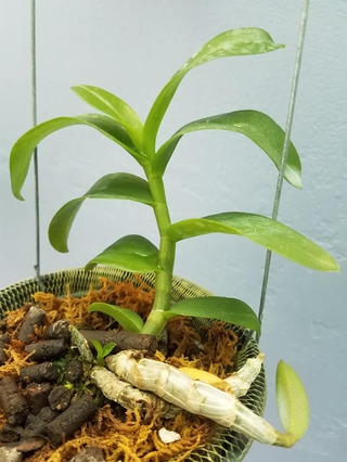 Giá Gốc Lan phi điệp đột biến 5 CÁNH TRẮNG BẢO DUY cây đẹp, cam kết chất lượng