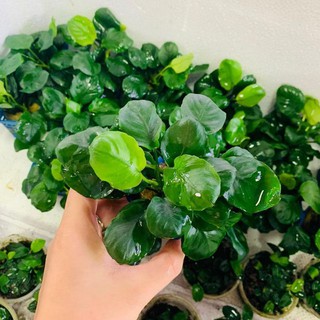 Ráy lá tròn - Cây thủy sinh khoẻ, đẹp, dễ trồng
