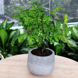 Cây thần vệ nữ cao 30cm