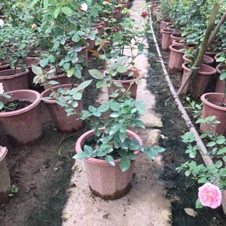 Cây hoa hồng lafont nguyên bản nhỏ